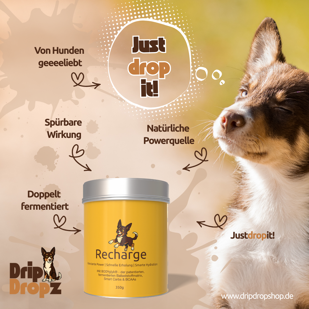 DripDropz - Recharge | Energie, Ausdauer & Balance für deinen Hund