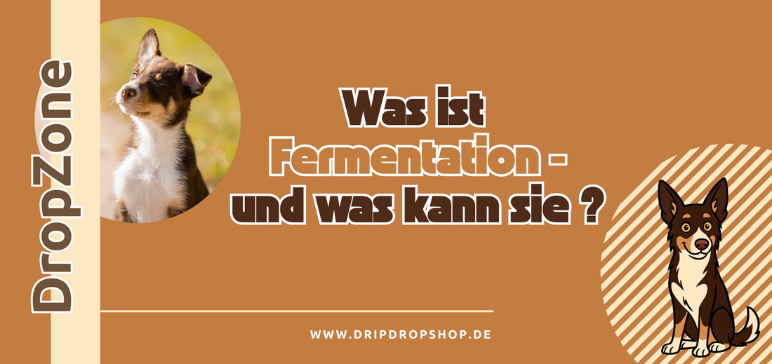Was ist Fermentation – und warum ist sie so wichtig für Hunde?