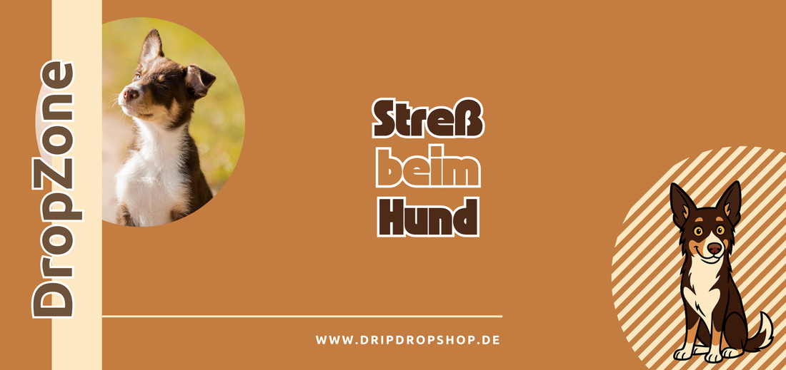 Stress beim Hund – was passiert im Körper?