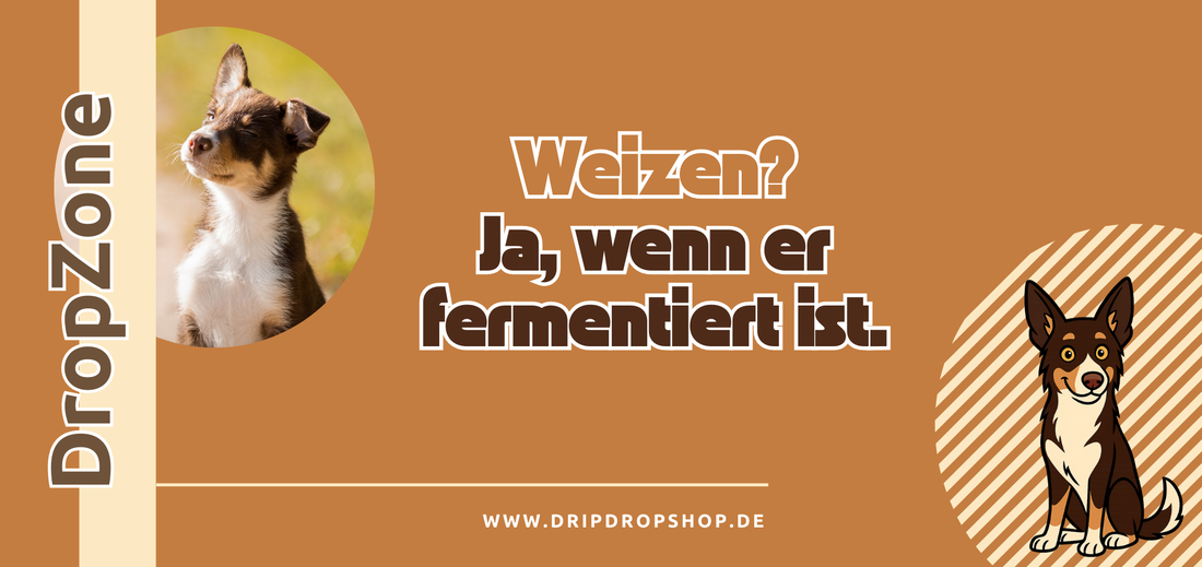 Weizen? Ja – wenn er richtig fermentiert ist.