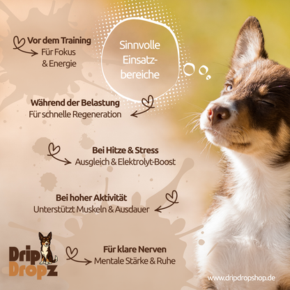 DripDropz - Recharge | Energie, Ausdauer & Balance für deinen Hund
